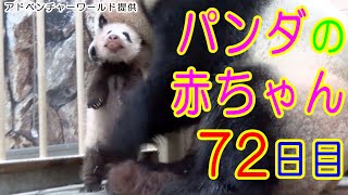 アドベンチャーワールド　パンダの赤ちゃん72日目