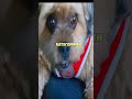 Что вредно собаке