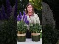 Monrovia Sallyfun邃 Salvia Monrovia Sallyfun邃 Salvia