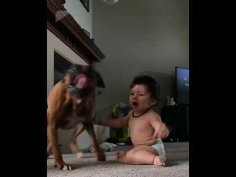 Video Boxer & Baby pop Bubbles