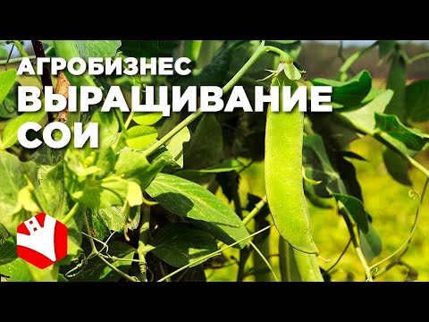 Бизнес на выращивании сои | КФХ Гриднев