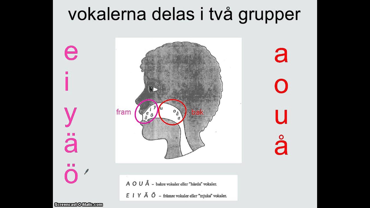 Bakre och främre vokaler