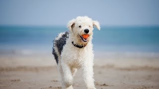 Grooming Tips for Old English Sheepdogs