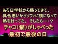 【不思議 衝撃】【ほっこり イイ話】「ごめんチャコ。今日は遊べないわ」そのまま寝ようとしたらチャコが部屋から出てってしまった。すると?