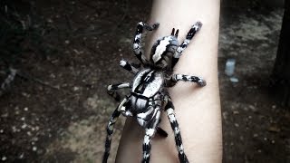 Tarantula Jumps From Arm Poecilotheria Regalis