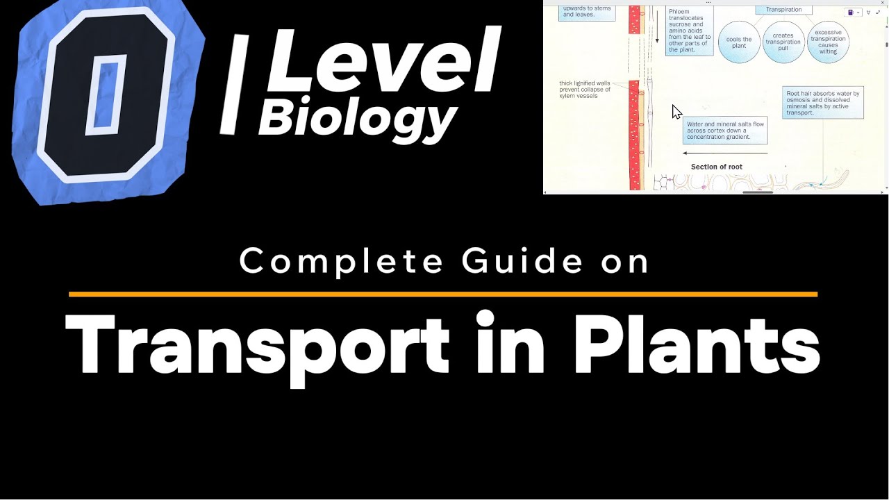 🌿 O Level Biology: Transport System in Flowering Plants | Xylem, Phloem & Transpiration Explained!