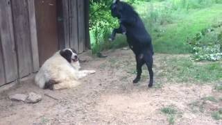 Goat annoys dog || Viral Video UK