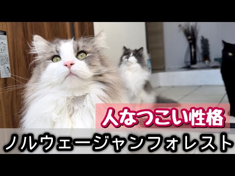 ノルウェージャンフォレストキャット兄弟【性格3選】お客さんに夢中になる瞬間!必見の癒し映像♡