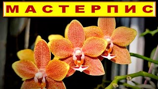 видео: МАСТЕРПИС TABLE MASTERPIECE Phal - ОСЕННИЙ ПОЦЕЛУЙ ПОСЛЕ ЖАРКОГО ЛЕТА! ОБЗОР СОРТА, УХОД. ЦВЕТЕНИЕ! картинка: МАСТЕРПИС TABLE MASTERPIECE Phal - ОСЕННИЙ ПОЦЕЛУЙ ПОСЛЕ ЖАРКОГО ЛЕТА! ОБЗОР СОРТА, УХОД. ЦВЕТЕНИЕ!
