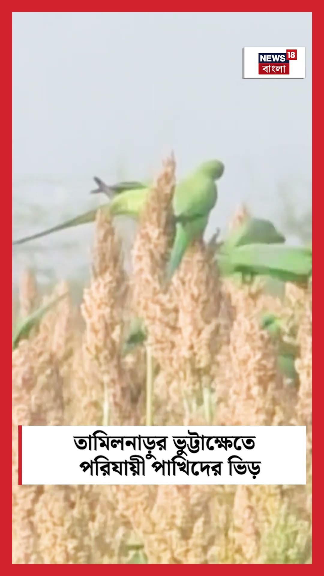 Tamilnadu র ভুট্টাক্ষেতে Migratory Bird দের ভিড় । N18S #shorts