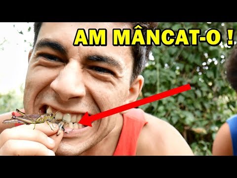 Video: Cine mănâncă insectele marmorate?