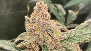 Indoor grow: Humboldt Blueberry Muffin update: looking at the trichomes