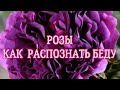 РОЗЫ. КАК РАСПОЗНАТЬ БЕДУ?. Я РЕШАЮ ЛЮБЫЕ ПРОБЛЕМЫ У ВАШИХ РОЗ.