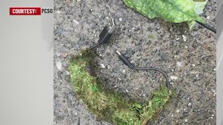 Placer County deputies find hidden camera in bushes possibly used to case homes
