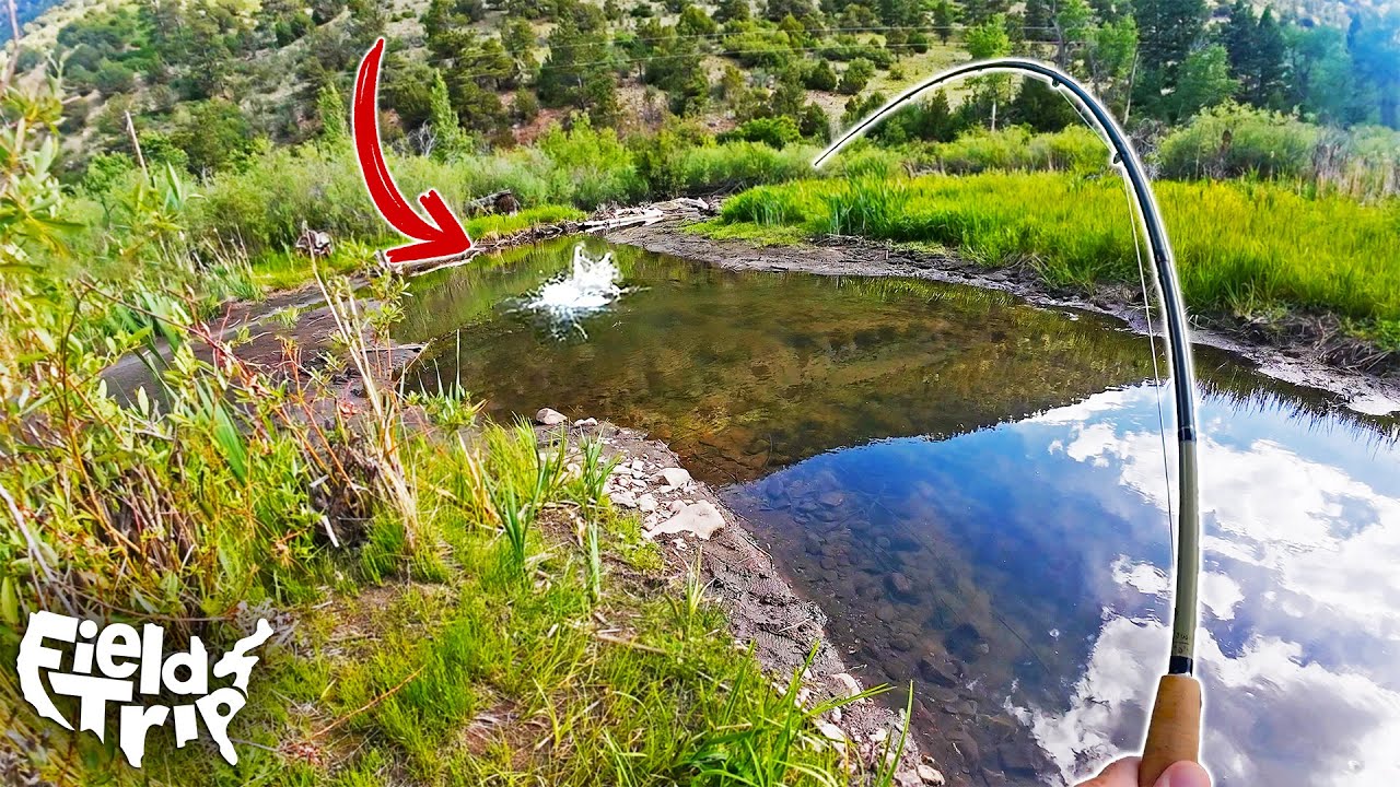 Topwater Fishing a Small Creek! (Catch & Cook)