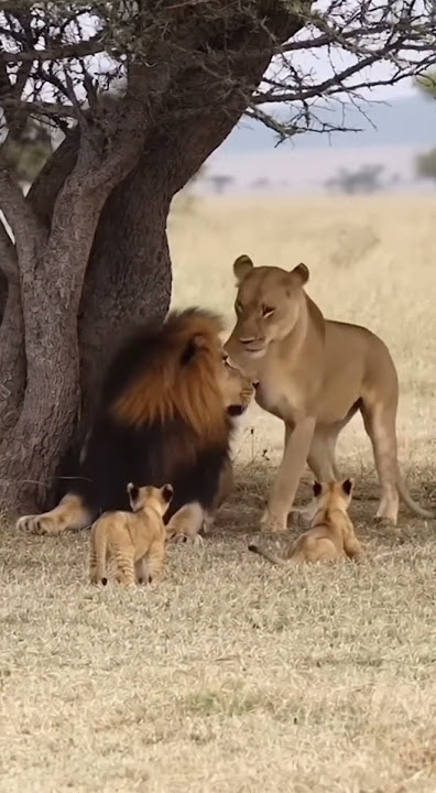 Lion Cub Jumps On Sleeping Dad...😱🦁