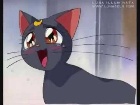 70 Best Anime Cats of All Time The Ultimate Feline List