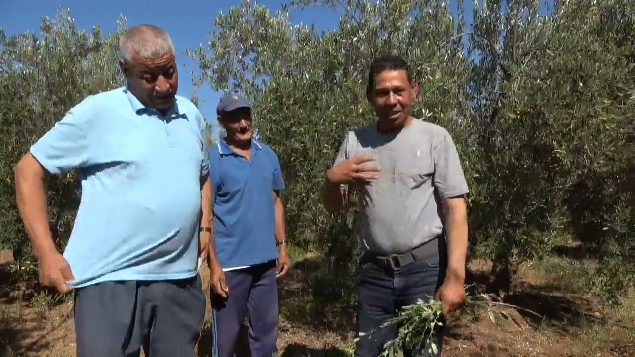 هكذا تكون خطورة التقليم العشوائي لأشجاز الزيتون من طرف المقلمين العشوائين من بني ملال