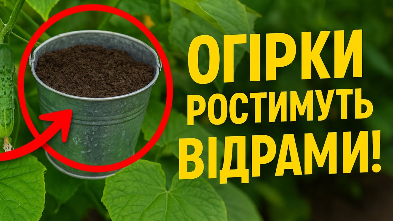 Огірки ростимуть ВІДРАМИ! 🥒 6 натуральних добрив з вашої кухні.