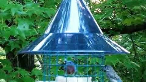 The Skycafe Bluebird Feeder