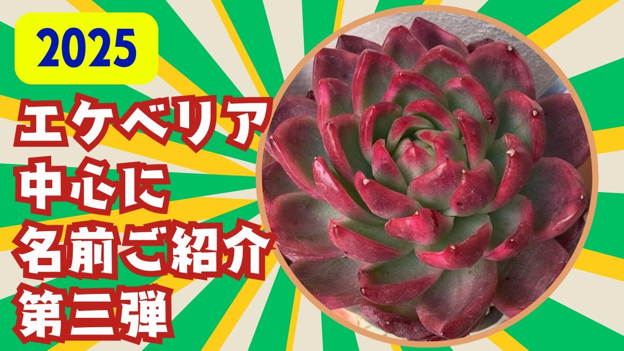 多肉植物】エケベリア名前紹介第三弾です❣️ - YouTube