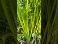 #coriander#naturesvoice