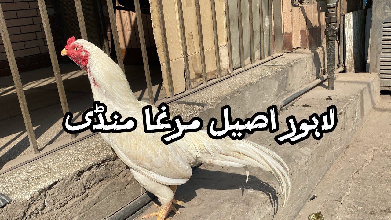 Lahore Sunday murga mandi / lori adda aseel murga mandi 