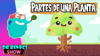 Cómo identificar las partes de la planta ? Gran video asociado a la infancia de Grupo Firme