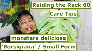 Raiding the Rack 60 - Monstera deliciosa 'Borsigiana' / Small Form + Care Tips