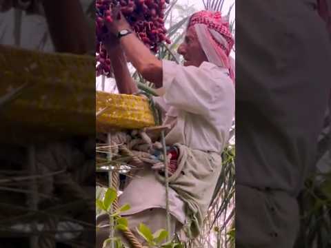 برداشت خرمای جنوب  رطب  