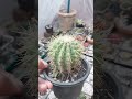 Golden Baral Cactus Plants Nature Love Cactusgarden Everyone Golden Baral Cactus Plants Nature Love Cactusgarden Everyone
