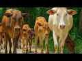 Gembala Kawanan Sapi Menuju kandang, Suara Sapi Moo, Sapi Lucu Yang sedang berjalan di jalanan