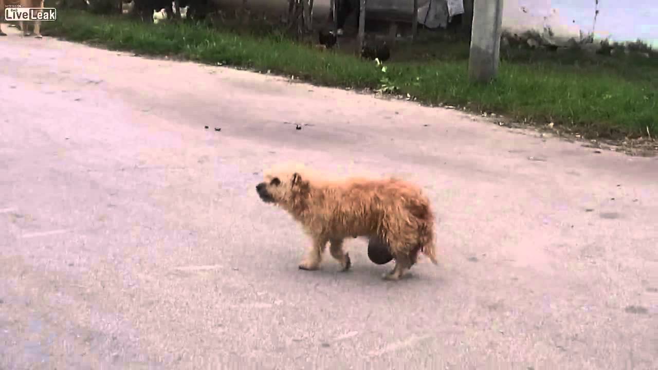 Tiny Dogs For People Who Like Big Dogs Tiny Dogs For People Who Like Big Dogs