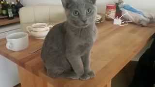 Lena the Russian blue feeling guilty