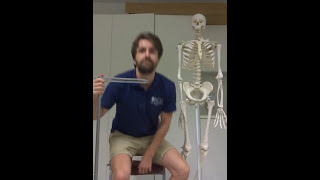 Practical Skills - Linear Anthropometry