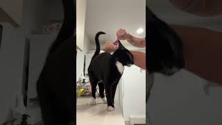 Does your cat really love you…