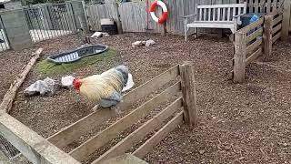 Afternoon at Doniford Farm Park   #daysout #animals #restaurant #farmshop #localattractions