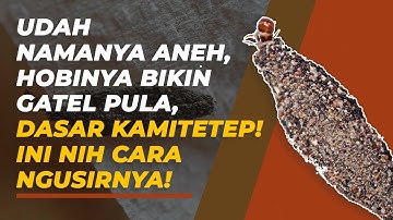 Bikin Kulit Gatal dan Rumah Kotor, Ini Tips Usir Kamitetep dari Rumah