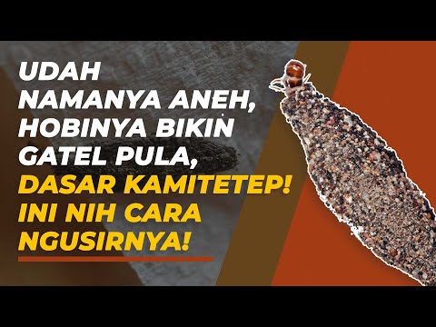 Video: Sudah gigit habuk?