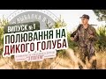 Охота на дикого голубя / Выпуск №1 / Канал "С полем"