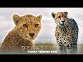 Cheetah Cub Learns To Survive | Dynasties ﻿II | BBC Earth