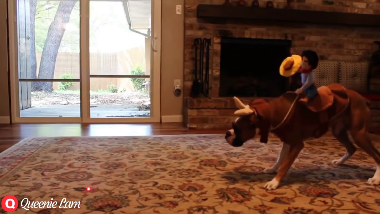 COWBOY DOG COSTUME YouTube