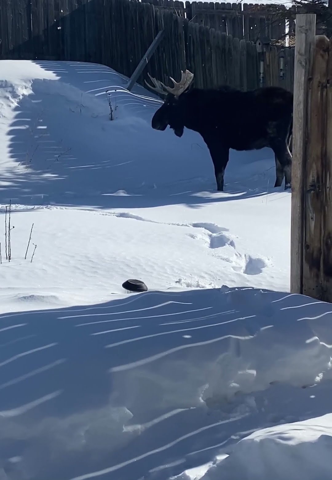 Moose Takes Nap in Backyard || ViralHog