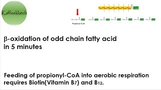 Beta-oxidation of odd-numbered carbon (odd chain) fatty acids