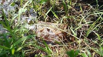 Đặt lờ cá sặc, tưởng ngon mà không ngon