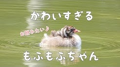 こんにちは イロイロドリ管理人のみっちです 都内の公園で野鳥を撮影しています 身近な鳥の可愛い姿をいっぱいアップしていきたいと思います チャンネル登録はこちら Http Www Youtube Com Channel
