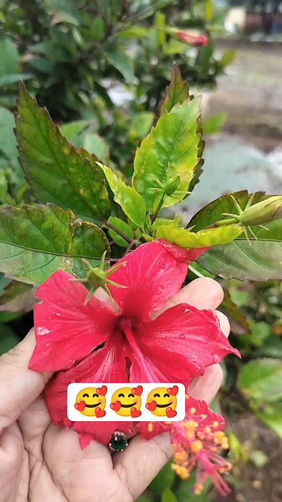 sare jamane pe#flowers# song#mohammad rafi songs