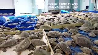 Жители Техаса спасли морских черепах, поместив их в дом. Они могли умереть из-за аномальных холодов!
