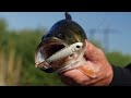 Fishing the Shad Spawn for Big Largemouth Bass w/ MLF Pro Zack Birge