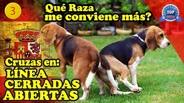 ¿Puede un perro reproducirse con su hermana?